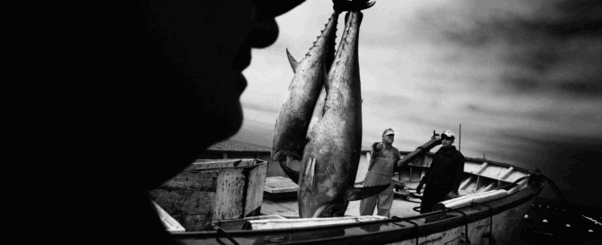 Pesca del atún rojo de almadraba